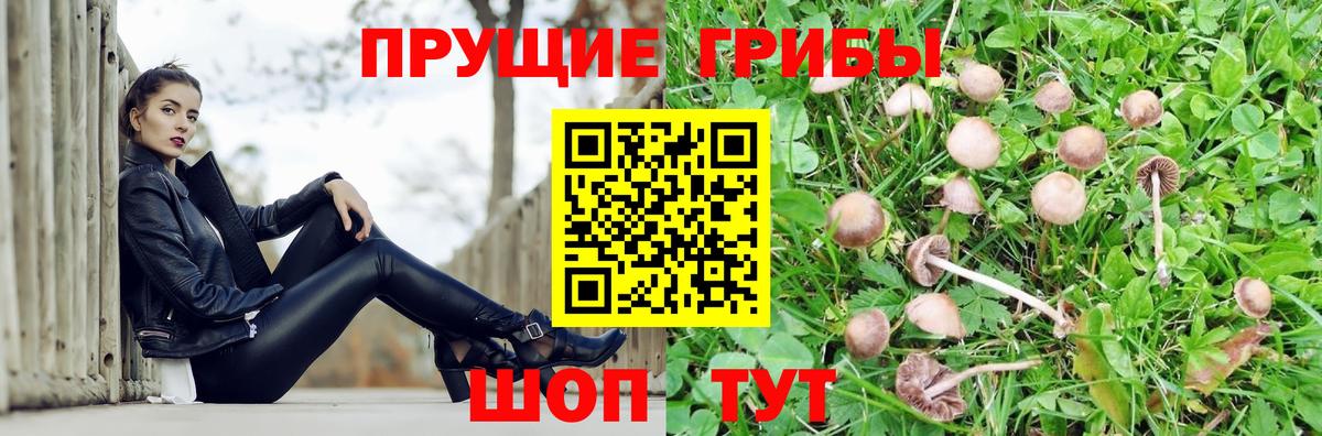Кольчугино  Галлюциногенные грибы прущие грибы  Вход с VPN  Галлюциногенные грибы Psilocybine cubensis 